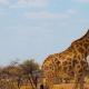 Interesting facts about giraffes for children and adults