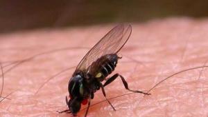 Мушици, комари, мушици, мушици и други кръвопийци
