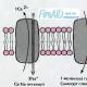 Gradiente di concentrazione di sodio (Na) come forza trainante per il trasporto di membrana